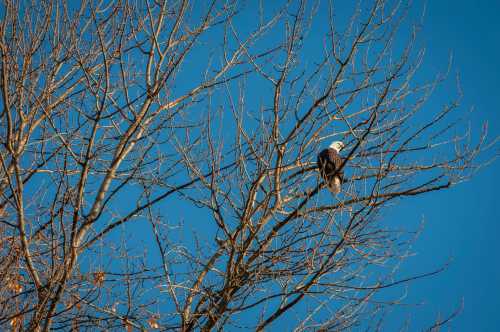 A bald eagle perched on a bare tree branch against a clear blue sky.