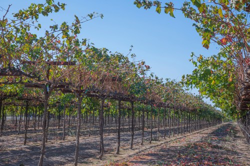 Rows of grapevines stretch across a sunny vineyard under a clear blue sky.