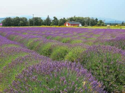 A vibrant lavender field stretches towards a red farmhouse under a clear sky, with distant mountains in the background.