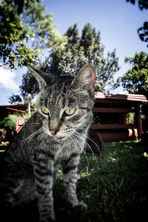 A close-up of a striped cat with green eyes, sitting in a grassy area with trees and a building in the background.