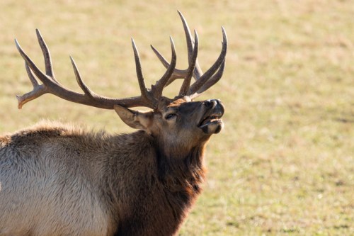 A close-up of a male elk with large antlers, standing in a grassy field, looking upward.
