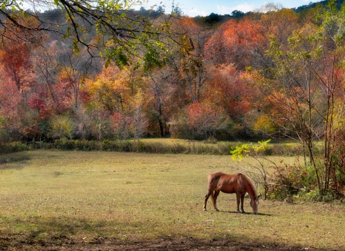 A brown horse grazes in a grassy field surrounded by vibrant autumn foliage.