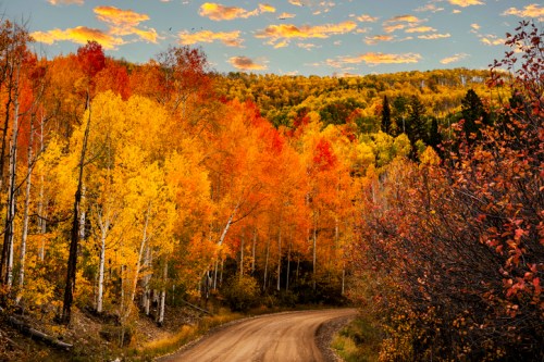 A winding dirt road surrounded by vibrant autumn foliage in shades of orange, yellow, and red under a blue sky.