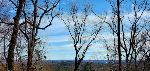 Bare trees against a blue sky with wispy clouds, overlooking a distant landscape.