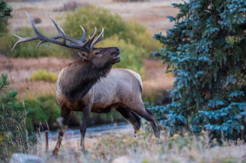 A majestic elk with large antlers stands in a natural landscape, surrounded by trees and grass.