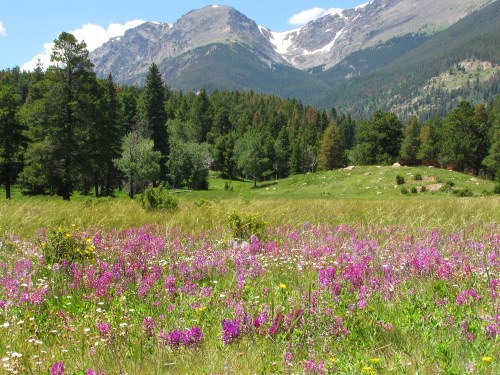 A vibrant meadow filled with purple wildflowers, surrounded by green trees and mountains in the background.