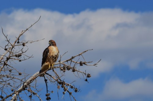 A hawk perched on a bare branch against a backdrop of blue sky and fluffy white clouds.