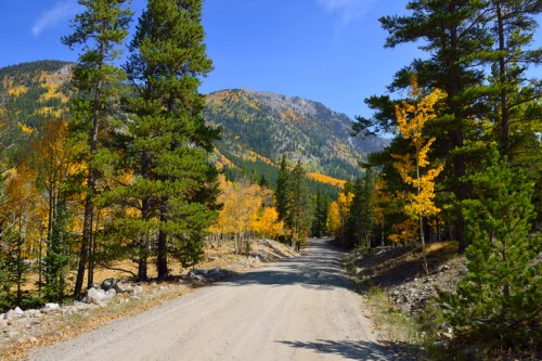 A dirt road winds through a forest of tall trees with vibrant autumn foliage and mountains in the background.