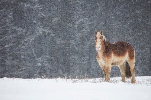 A brown horse stands in a snowy field, surrounded by falling snowflakes and a dark forest backdrop.