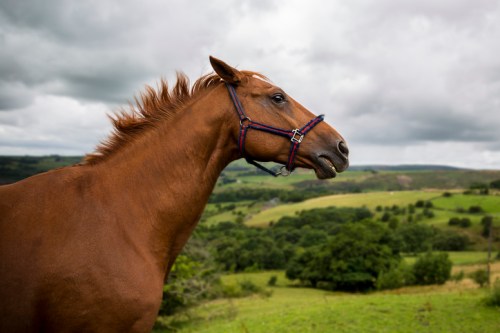 A brown horse with a halter stands in a lush green landscape under a cloudy sky.