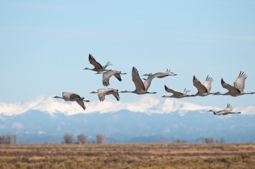 A flock of cranes flying over a landscape with snow-capped mountains in the background.