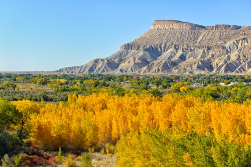 A vibrant landscape featuring golden autumn trees in the foreground and a rugged, layered mountain in the background.
