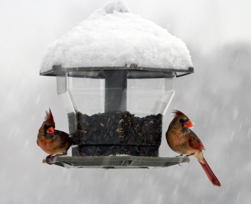 Two cardinals perched on a snowy bird feeder filled with seeds, surrounded by falling snow.