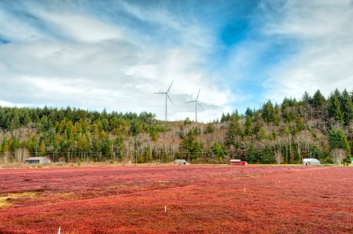 A vibrant red cranberry field with wind turbines in the background and a forested hillside under a cloudy sky.
