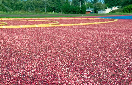A vibrant cranberry bog with bright red berries floating on water, surrounded by green trees and a distant building.