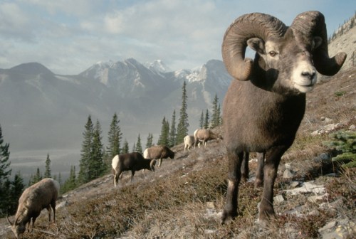 A bighorn sheep stands in the foreground, with a herd grazing on a mountainside surrounded by trees and mountains.