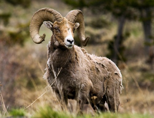 A bighorn sheep with large, curled horns stands in a grassy field, showcasing its rugged, weathered coat.