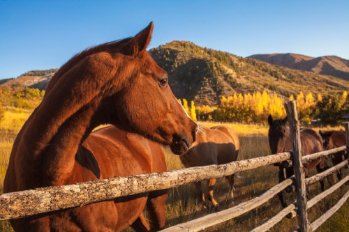 A brown horse stands near a wooden fence, with mountains and autumn trees in the background.