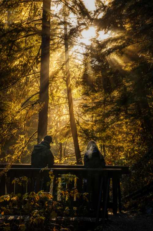 Two people sit on a wooden deck surrounded by tall trees, illuminated by golden sunlight filtering through the leaves.