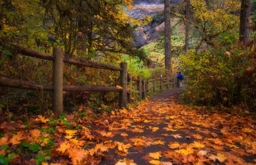 A winding path through a vibrant autumn forest, covered in colorful fallen leaves, with a person walking in the distance.