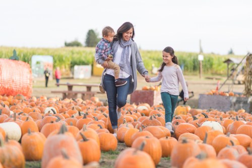 A woman holds a child while walking with a girl through a pumpkin patch, surrounded by pumpkins and cornfields.