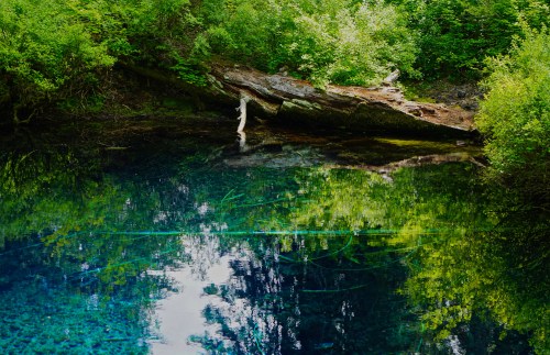 A serene pond surrounded by lush greenery, with reflections of trees and a fallen log in the clear water.