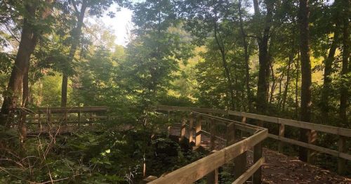 A wooden boardwalk winding through a lush green forest with trees and sunlight filtering through the leaves.