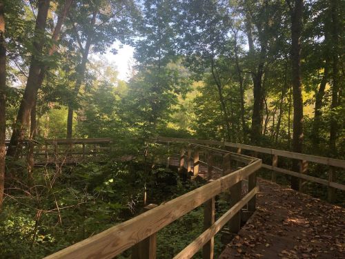 A wooden boardwalk winds through a lush, green forest with sunlight filtering through the trees.