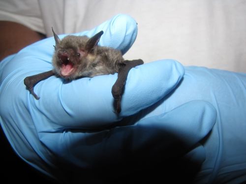 A person wearing a blue glove holds a small bat with its mouth open, showcasing its tiny teeth.