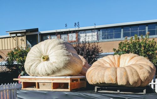 Two large pumpkins on a wooden pallet, with a building and blue sky in the background.
