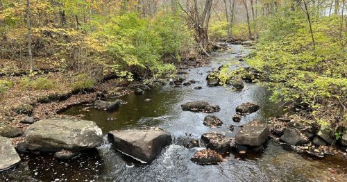 A river running through a forest.
