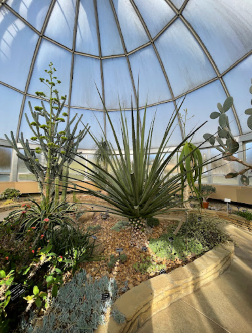 A spacious greenhouse with various cacti and succulents under a dome-shaped glass ceiling.