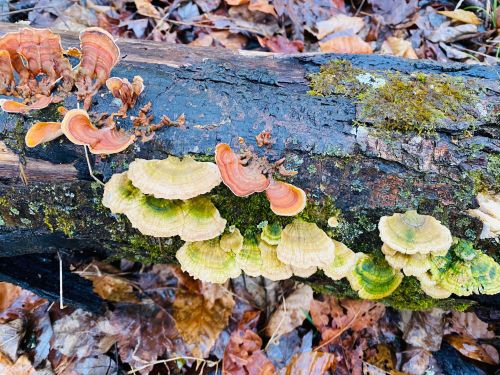 Colorful mushrooms grow on a moss-covered log amidst fallen leaves in a forest setting.