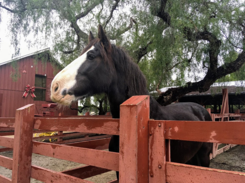 A brown and white horse stands in a wooden pen near a red barn, surrounded by trees.