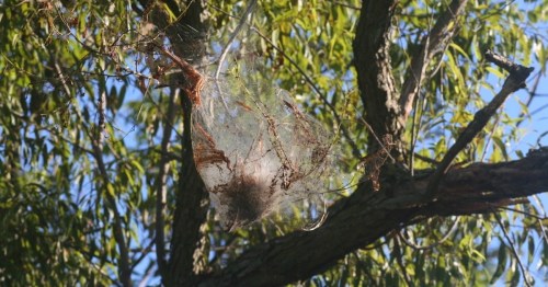A large spider web suspended in a tree, glistening in sunlight against a backdrop of green leaves.