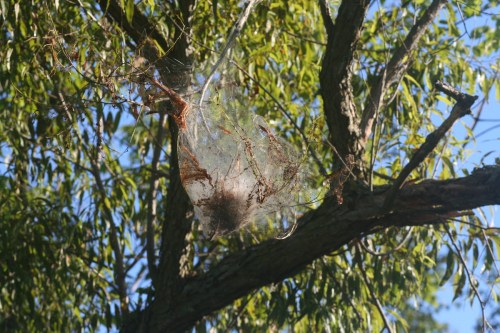 A large spider web with a nest, suspended in a tree, surrounded by green leaves and a clear blue sky.