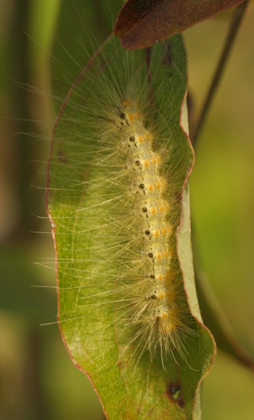 A close-up of a fuzzy caterpillar resting on a green leaf, showcasing its yellow and black markings.