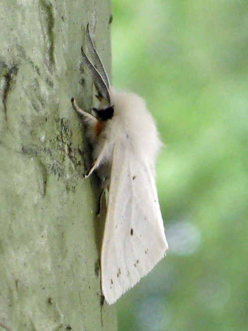 A fluffy white moth clings to a green tree trunk, with soft, feathery antennae and a blurred natural background.