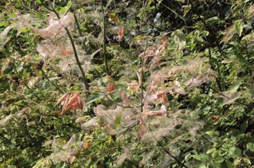 A plant covered in webbing, with some leaves turning brown, surrounded by green foliage.