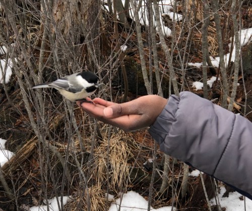 A person’s hand holds out food as a small bird perches on their palm in a snowy, wooded area.