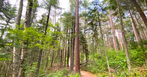 A serene forest path surrounded by tall trees and lush greenery under a bright sky.
