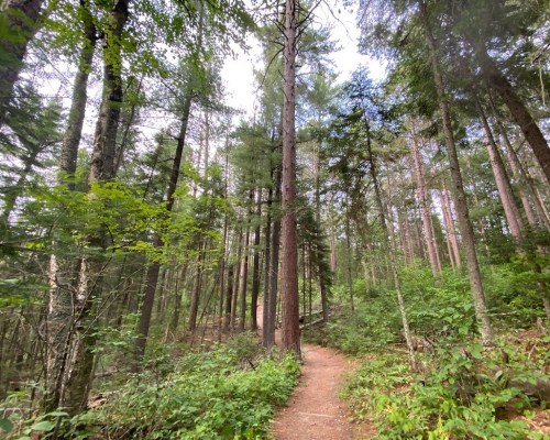 A winding dirt path through a lush green forest with tall trees and dappled sunlight.