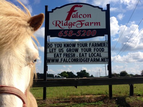 A horse stands beside a sign for Falcon Ridge Farm, promoting local food and community engagement.