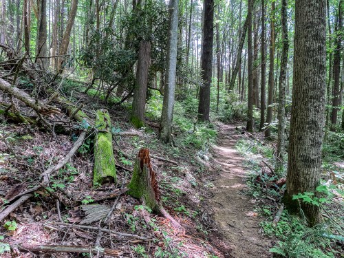 A winding dirt path through a lush green forest with tall trees and fallen logs.