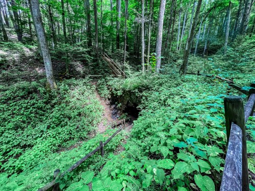 A lush green forest with dense foliage and trees, featuring a small cave entrance surrounded by plants.