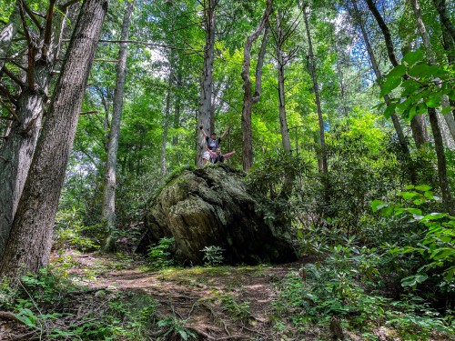 A person stands on a large rock surrounded by lush green trees and foliage in a vibrant forest setting.