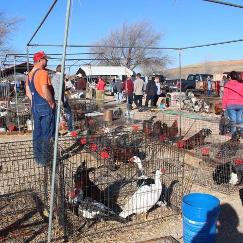 A farmer in overalls stands near animal cages at a bustling outdoor market with people and various birds.