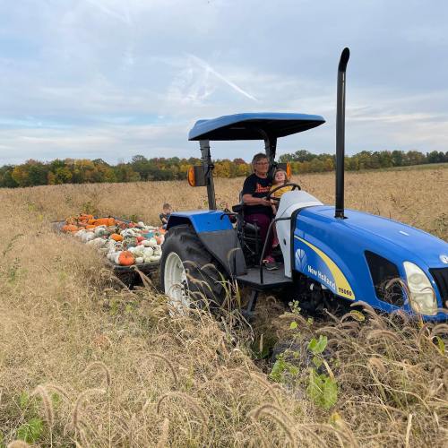 A person drives a blue tractor through a pumpkin patch with colorful pumpkins scattered in the field.