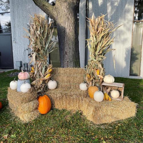 A fall-themed display with hay bales, pumpkins in various colors, and corn stalks, set against a tree and building.