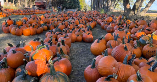 A wide view of a pumpkin patch filled with numerous orange pumpkins scattered across a grassy field.